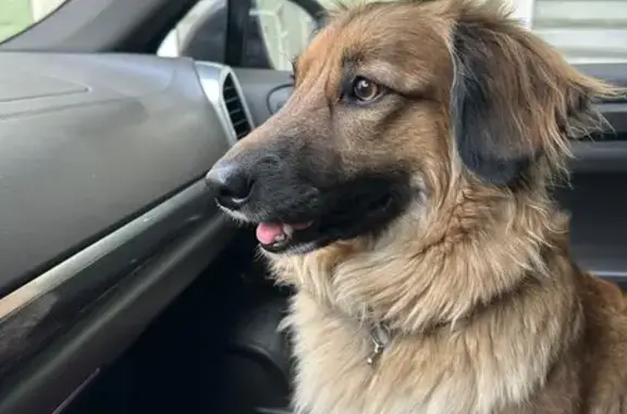 Пропала собака, 3-я Южная улица, Малиновка - коричневый окрас с чёрной окантовкой - photo