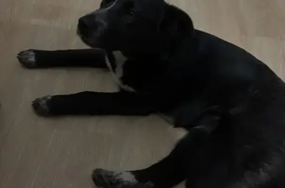 Найдена собака, Благовещенск, фото: Найдена собака, Политехническая улица, 1, Благовещенск - ласковая, черная с белыми пятнами