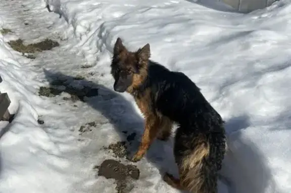 Найдена собака, ище, фото: Найдена собака, девочка, Городище, Смоленская область