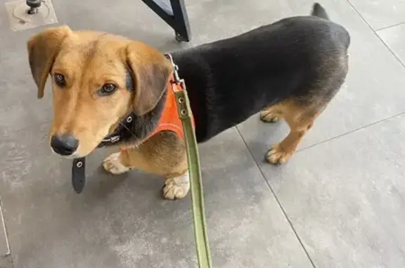 Найдена собака, Санкт-Петербург, фото: Пропал щенок, Гончарная улица, 5, Санкт-Петербург - в черном ошейнике и оранжевой шлейке