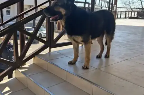 Найденные животные Новороссийск, фото: Найдена собака, Новороссийск, Краснодарский край - овчарка знает команды