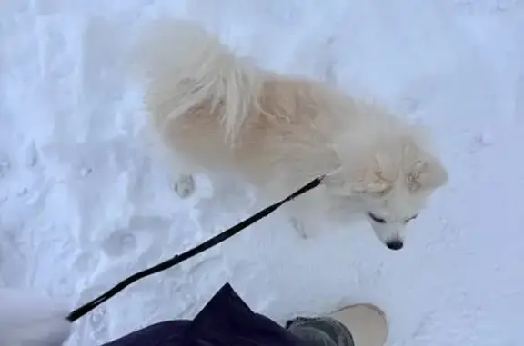 Собаки потеряшки, Челябинск, фото: Потеряшка собака, Бродокалмакский тракт, Челябинск - немецкий шпиц, белый с рыжетою