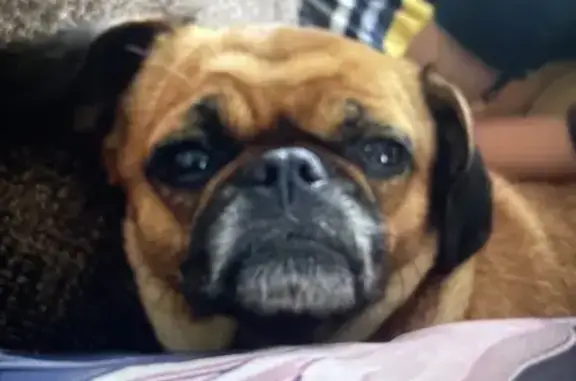 Собаки потеряшки, Лиман, фото: Потеряшка собака, девочка, улица Героев, 53, Лиман - рыжая с черной мордочкой