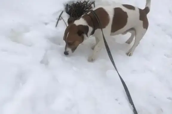 Найдена собака, Ярославль, фото: Найден собака, мужской, улица Тургенева, 19, Ярославль - порода Джек-рассел-терьер
