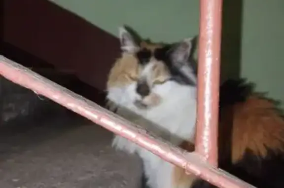 Найдена кошка, Санкт-Петербург, фото: Найдена кошка, проспект Просвещения, Санкт-Петербург - трёхцветная и пушистая