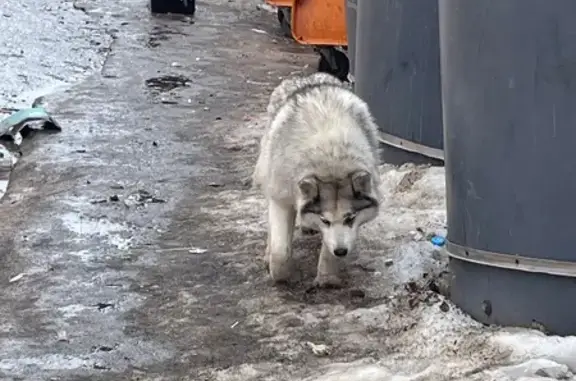 Объявления о пропавших и найденных животных, Калуга, фото: Найдена собака, улица Космонавта Комарова, 26, Калуга - ярко голубые глаза