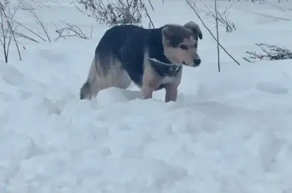 Найденные животные Миасс, фото: Найден собака, мужской, улица Академика Павлова, 13, Миасс - в черном ошейнике