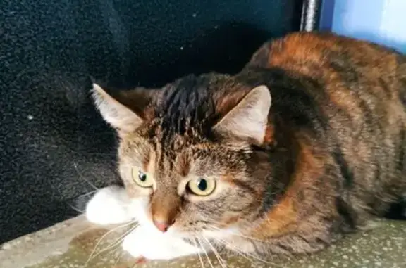 Найденные животные Новоуральск, фото: Найдена кошка, Комсомольская улица (дублёр), 11, Новоуральск - находится в 4 подъезде