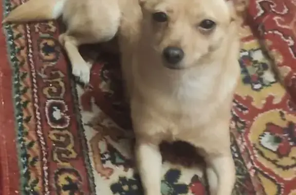 Пропала собака, проспект Кирова, 52, Ленинск-Кузнецкий - русская тойтерьер, рыжая - photo