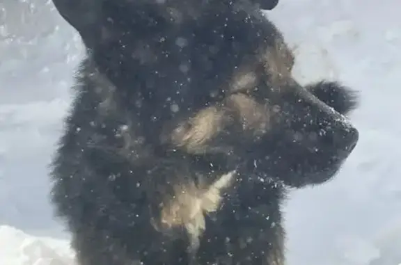 Пропал собака, улица Ленина, 32, Барда - порвался ошейник - photo