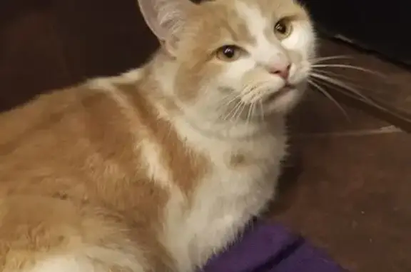 Найдена кошка, Санкт-Петербург, фото: Найден кот, улица Танкиста Хрустицкого, Санкт-Петербург - кастрированный, в ошейнике