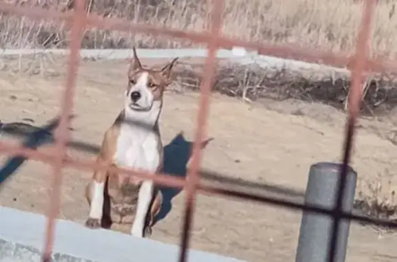 Найдена собака, Краснослободск, фото: Найдена собака, женский пол, Краснослободск, Волгоградская область - помесь с породистой