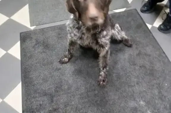 Найденные животные Раменский, фото: Найдена собака, Раменский — пегий окрас