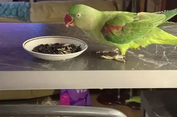 Пропала птица, Гатчина, Ленинградская область - зелёной, улетела - photo