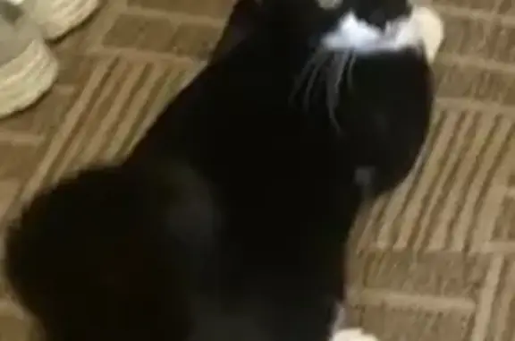 Кошки потеряшки, Волгоград, фото: Потеряшка кот, улица Дзержинского, 24, Волгоград - черно-белый с розовыми подушечками лап