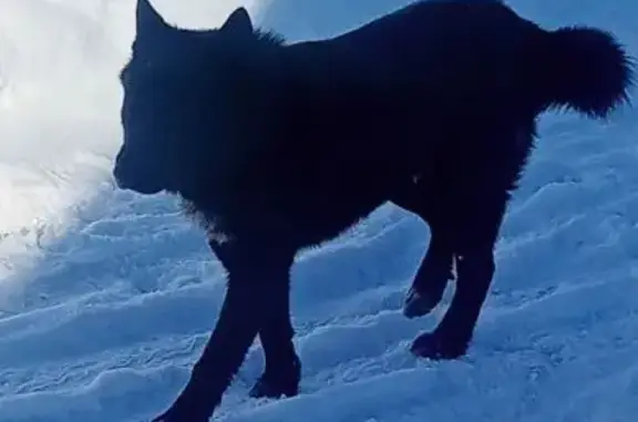 Найдена собака, Некрасовское, фото: Найден собака, мужской, деревня Лобастово, Некрасовское - похож на лайку