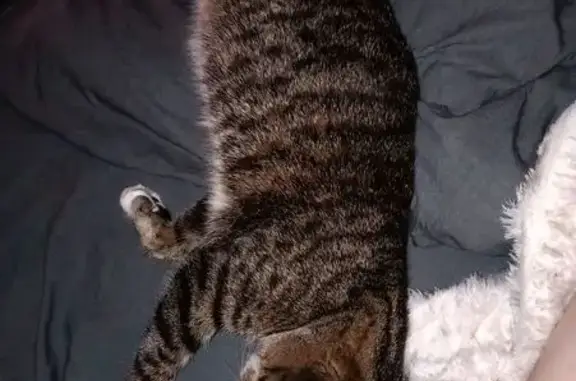 Потерянные животные Псков, фото: Пропала кошка, улица Комдива Кирсанова, 10, Псков - серенькая спинка, беленький животик