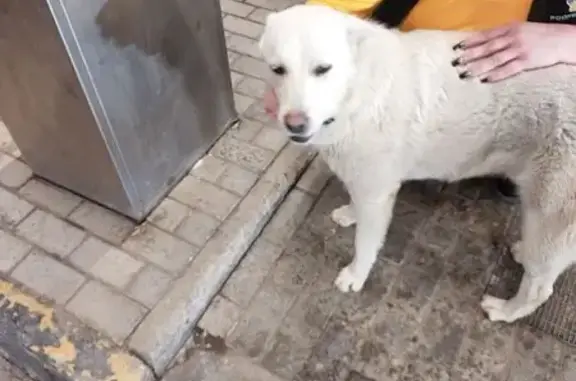 Найден собака, улица Авроры, 15, Самара - белый кастрированный кобель - photo