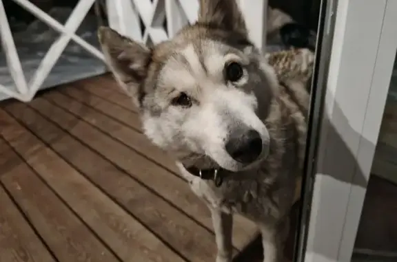 Объявления о пропавших и найденных животных, Ушаковское, фото: Найдена собака, Южная улица, Ушаковское сельское поселение - серый окрас, подбит правый глаз