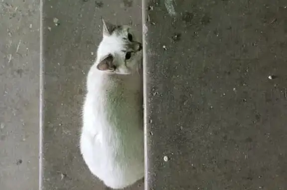 Найдена кошка, Москва, фото: Найдена кошка, улица Плещеева, Москва - белая, явно домашняя