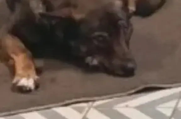 Пропала собака Рекс, Томск, Томская область - photo