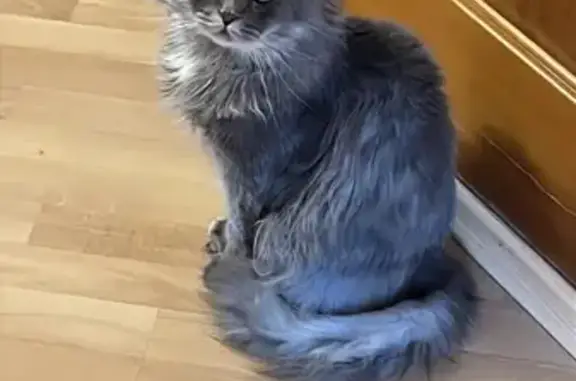 Пропал кот, Рябиновая улица, 5, Барнаул - крупный серый, 6-7 лет - photo