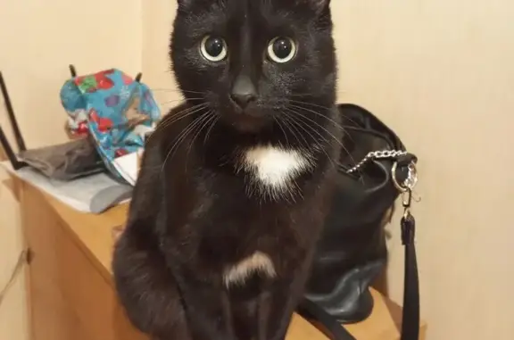 Пропала кошка, Тополинная улица, 23, городской округ Тольятти - photo