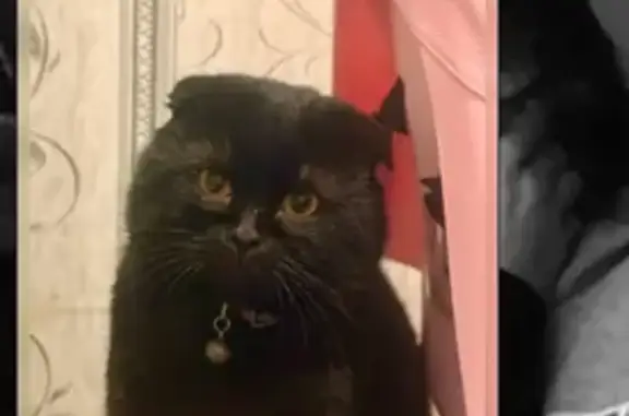 Пропал кот, Матвеев Курган, Ростовская область - чёрный вислоухий с колокольчиком - photo