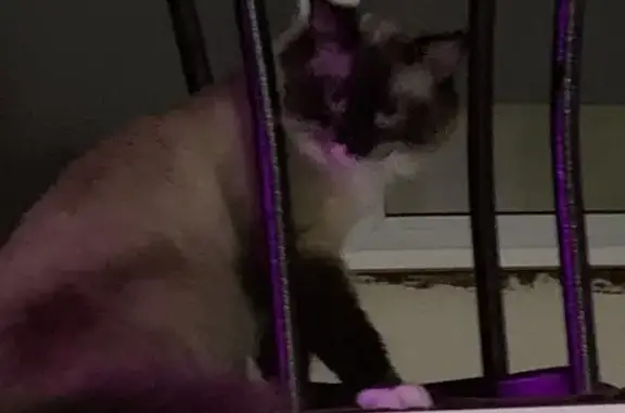 Пропал кот, 2-й Щёлковский проезд, Мытищи - добрый и ласковый - photo