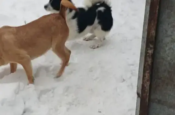 Пропал собака, улица Салавата Юлаева, Курган - бело чёрный окрас, боится машин - photo