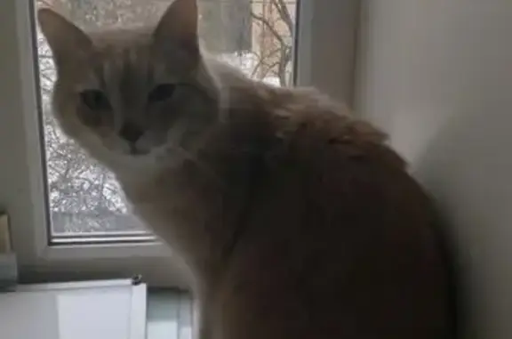 Найденные животные Тула, фото: Найден кот, улица Кирова, 178, Тула - без хвоста