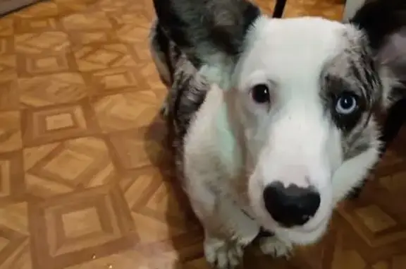 Найдена собака, Королёв, фото: Найден собака, Октябрьский бульвар, Королёв - корги с белой шеей