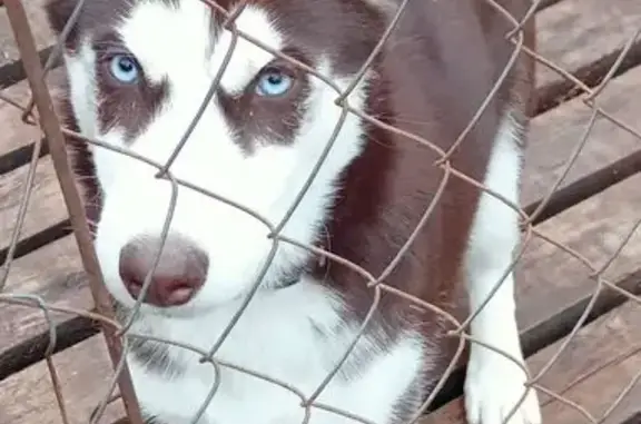 Пропал собака, Стригинская улица, 69, Нижний Новгород - коричнево-белый окрас - photo