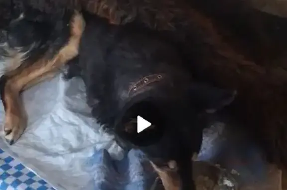 Найден собака, мужской, Колхозная улица, городской округ Пенза - овчаристого типа, плохо ходит - photo