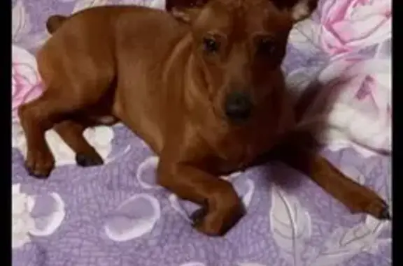 Пропал собака, 10В, Богородское - коричневый цвергпинчер - photo