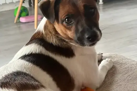 Пропала собака, Набережная улица, 148/1, Новая Усмань - девочка по кличке Дэнди - photo