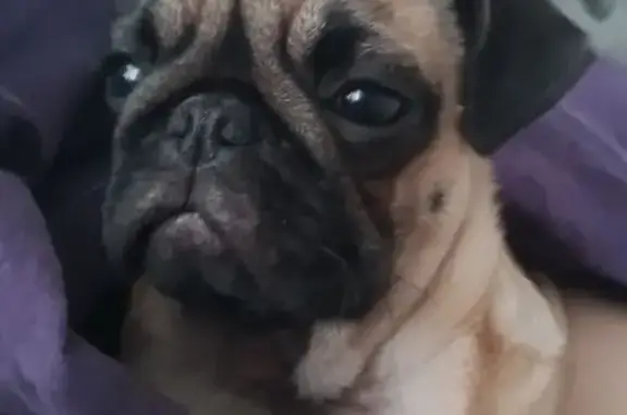 Пропала собака, женский пол, Большие Чапурники, Волгоградская область - на территории старой птицефабрики - photo