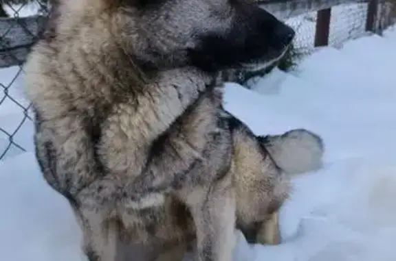 Найдена собака, Юматово, фото: Найдена собака, 46Н-06019, Юматово - спокойная и дружелюбная
