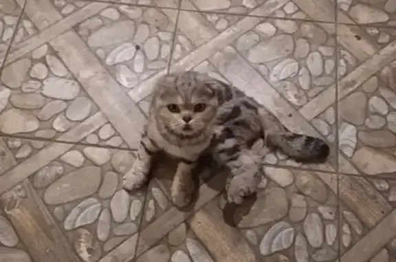 Объявления о пропавших и найденных животных, Карагали, фото: Пропал кот, Пионерская улица, 31, Карагали - вислоухий шотландский