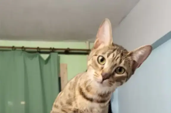 Пропала кошка, Антоновская улица, 12, Санкт-Петербург - трёхцветная полосатая - photo