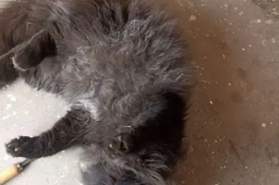 Объявления о пропавших и найденных животных, Котельники, фото: Найден кот, 18, Котельники - молодой персидский, чёрного окраса