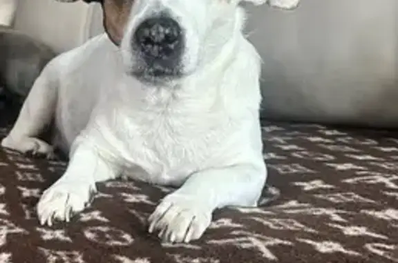 Пропала собака, Реутовская улица, 21, Балашиха - заметное пятно на одном глазу - photo