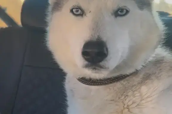 Найдена собака, Казань, фото: Найдена собака, улица Братьев Батталовых, Казань - очень добрая