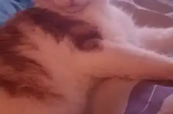 Пропал кот, улица Лавра Корнилова, 16, Краснодар - рыжий малыш - photo