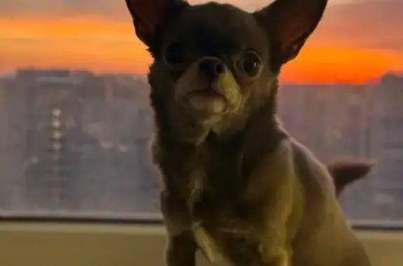 Собаки потеряшки, Краснодар, фото: Потеряшка собака чихуахуа, женская, улица 40 лет Победы, Краснодар