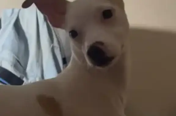 Объявления о пропавших и найденных животных, Краснодар, фото: Найдена собака, улица Прокофьева, 6, Краснодар - русский той терьер