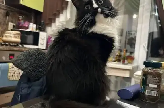 Потерянные животные Череповец, фото: Пропала кошка, Архангельская улица, 74, Череповец - чёрно-белая, пугливая