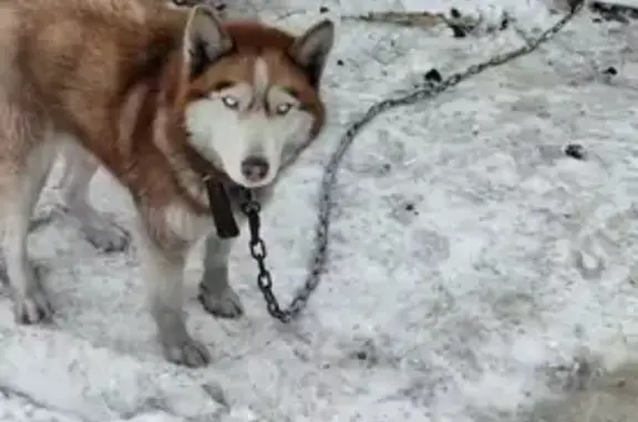 Пропала собака, женский пол, улица Восстания, Кемерово - photo