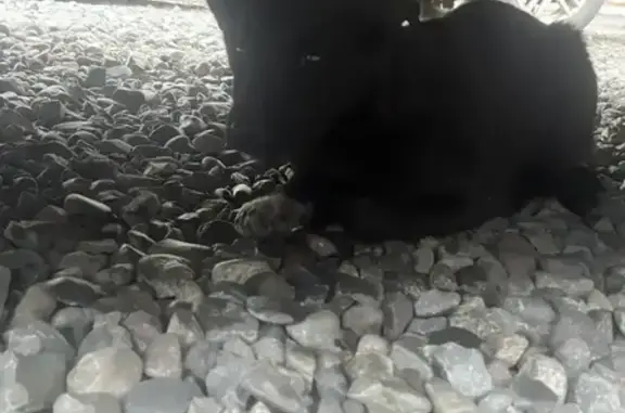 Найденные животные Саяногорск, фото: Найден щенок, 22, Саяногорск - черный, на вид полгода