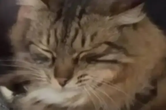 Пропала кошка, Школьная улица, Зелёный - пушистый и ласковый - photo